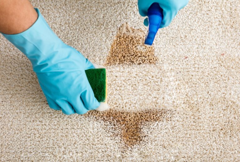 close shot of hands wearing blue gloves removing pet urine stain from carpet.