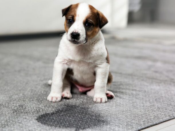 puppy pee on carpet